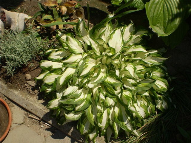 hosta